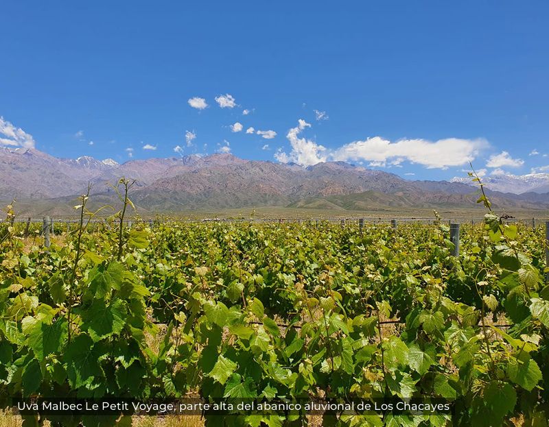 Uva Malbec Le Petit Voyage, parte alta del abanico aluvional de Los Chacayes