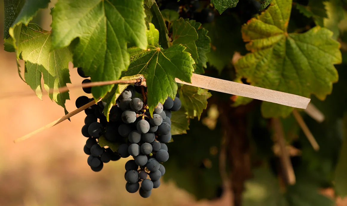 Racimo de uvas maduras en el viñedo